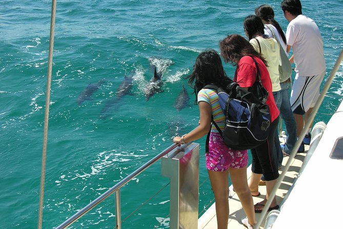 Dolphin Watch + Sailing - Port Stephens - Key things to know before you sail