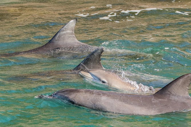 Dolphin Watch + Sailing - Port Stephens - Sailing when the conditions are right