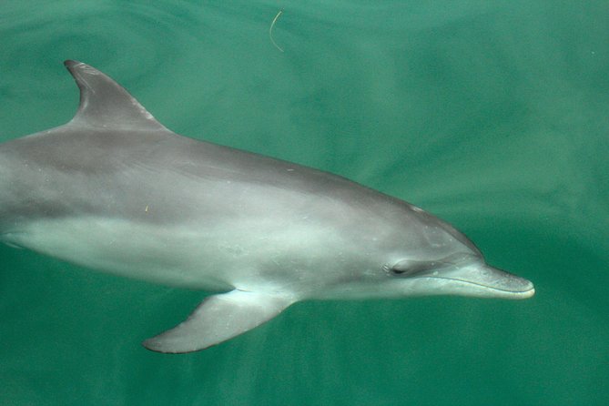 Dolphin Watch + Sailing - Port Stephens - Who will enjoy this cruise most?