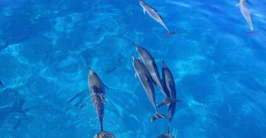 Dolphin Watch Snorkel and BBQ in Kona, Big Island - The BBQ lunch is simple, not a full Hawaiian feast