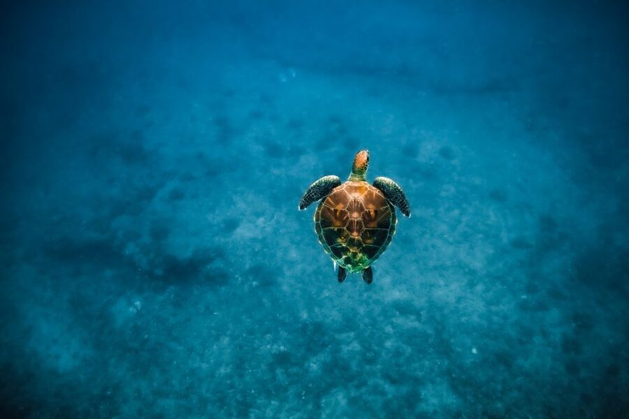 Dolphin Watch Snorkel and BBQ in Kona, Big Island - How the $150 price measures up