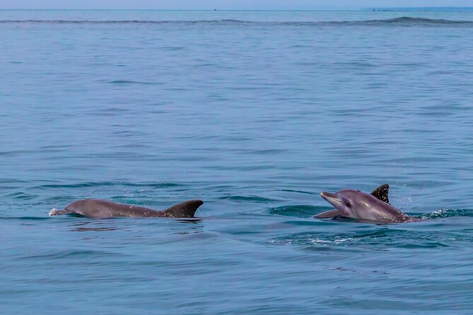 Dolphin Watch & Snorkeling at Kisite Marine Park & Wasini Island - The Wasini Women’s Group boardwalk offers a short nature stop