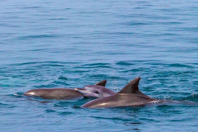 Dolphin Watch & Snorkeling at Kisite Marine Park & Wasini Island - The Slave Caves bring a sobering historical layer
