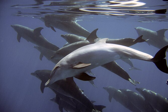 Dolphin Watching + 2 Islands Tour - From Faro - Ilha do Farol: a short look at island life