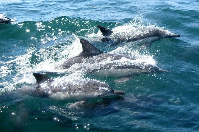 Dolphin Watching + 2 Islands Tour - From Faro - Ilha Deserta and the clear-water break