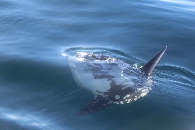 Dolphin Watching + 2 Islands Tour - From Faro - Returning with the tide