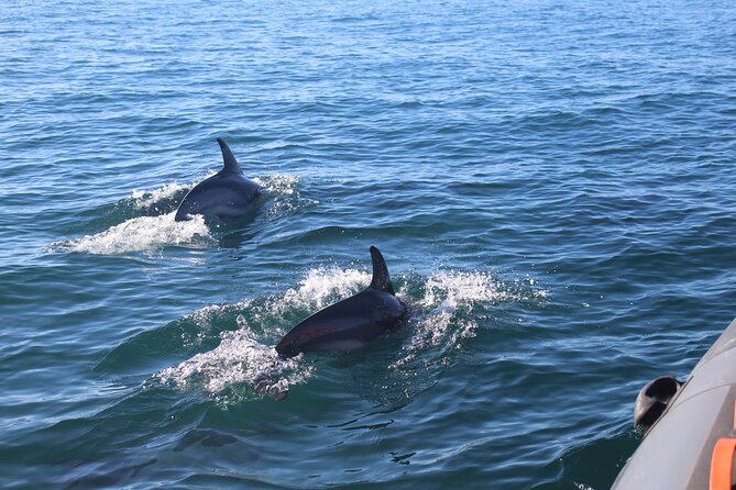 Dolphin Watching + 2 Islands Tour - From Faro - Who should book this morning?