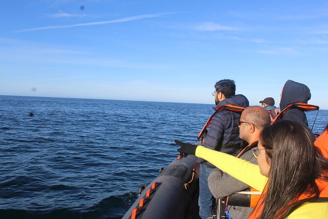 Dolphin Watching + 2 Islands Tour - From Faro - Cabo de Santa Maria and the open Atlantic