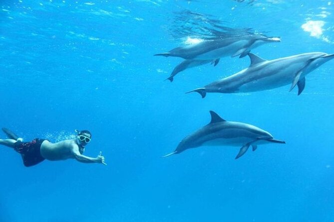 Dolphin watching 7 hours Boat Trip & Snorkelling from Hurghada - Is $11.71 a good value?
