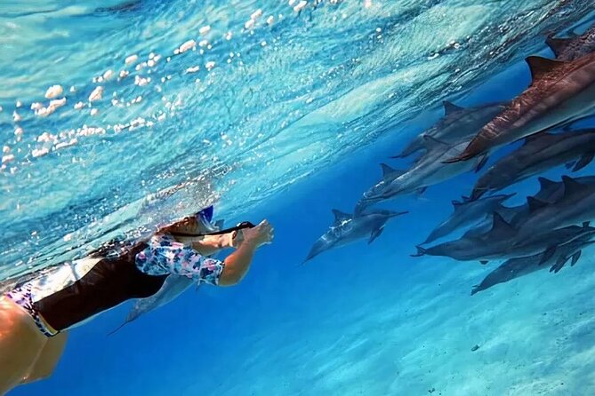 Dolphin watching 7 hours Boat Trip & Snorkelling from Hurghada - From your Hurghada hotel to the harbor