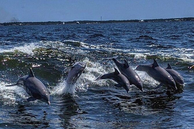 Dolphin Watching aboard the Cold Mil Fleet - Key points at a glance