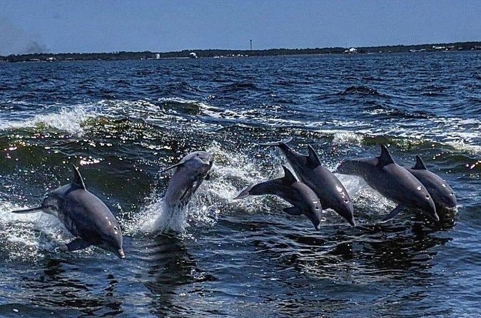 Dolphin Watching aboard the Cold Mil Fleet - Watching dolphins surf between the boats