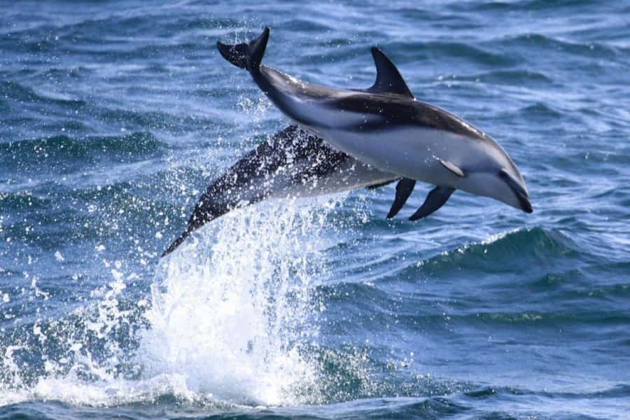 Dolphin Watching Adventure - Key points at a glance