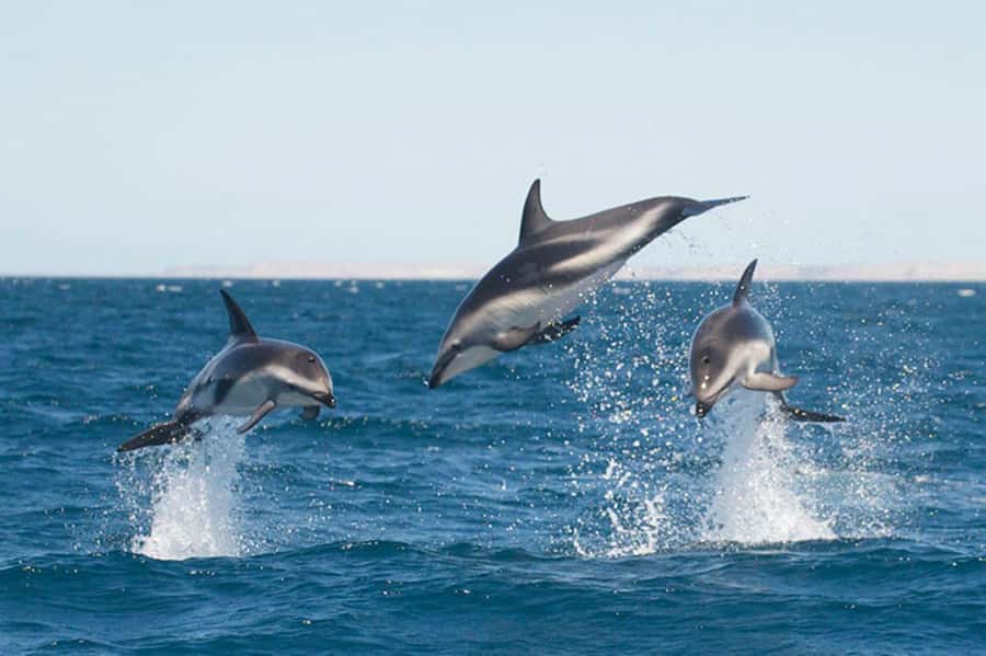 Dolphin Watching Adventure - Setting out from Luis Piedrabuena Pier