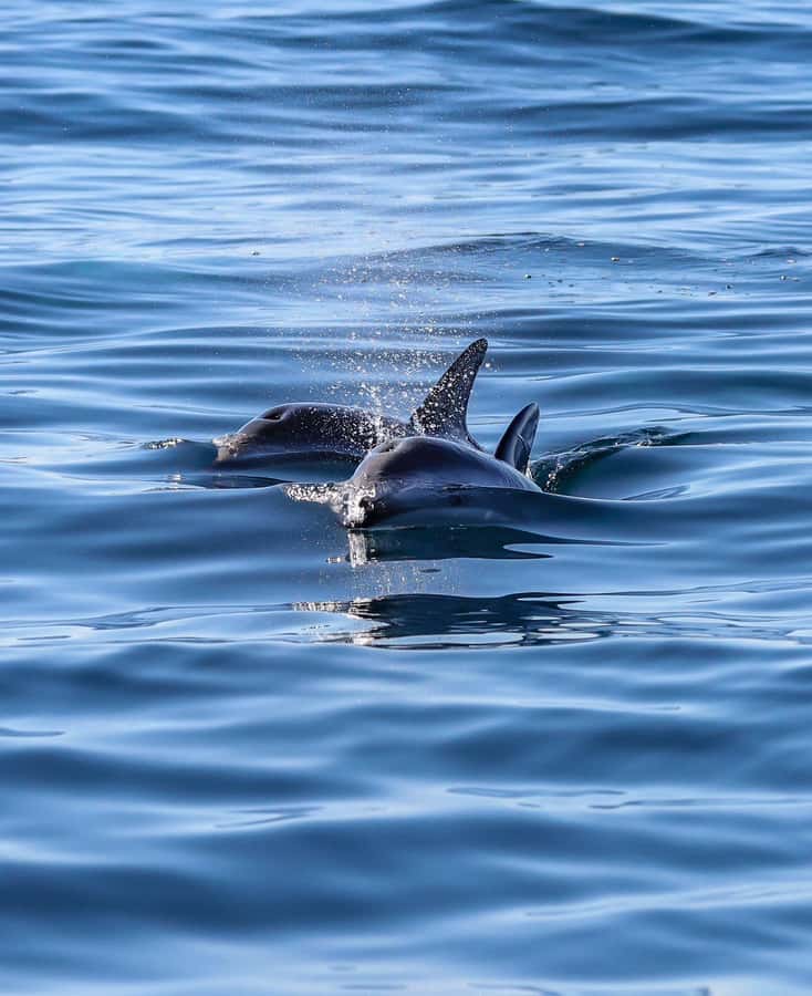 Dolphin Watching Adventure - Guides, languages, and what the commentary is like