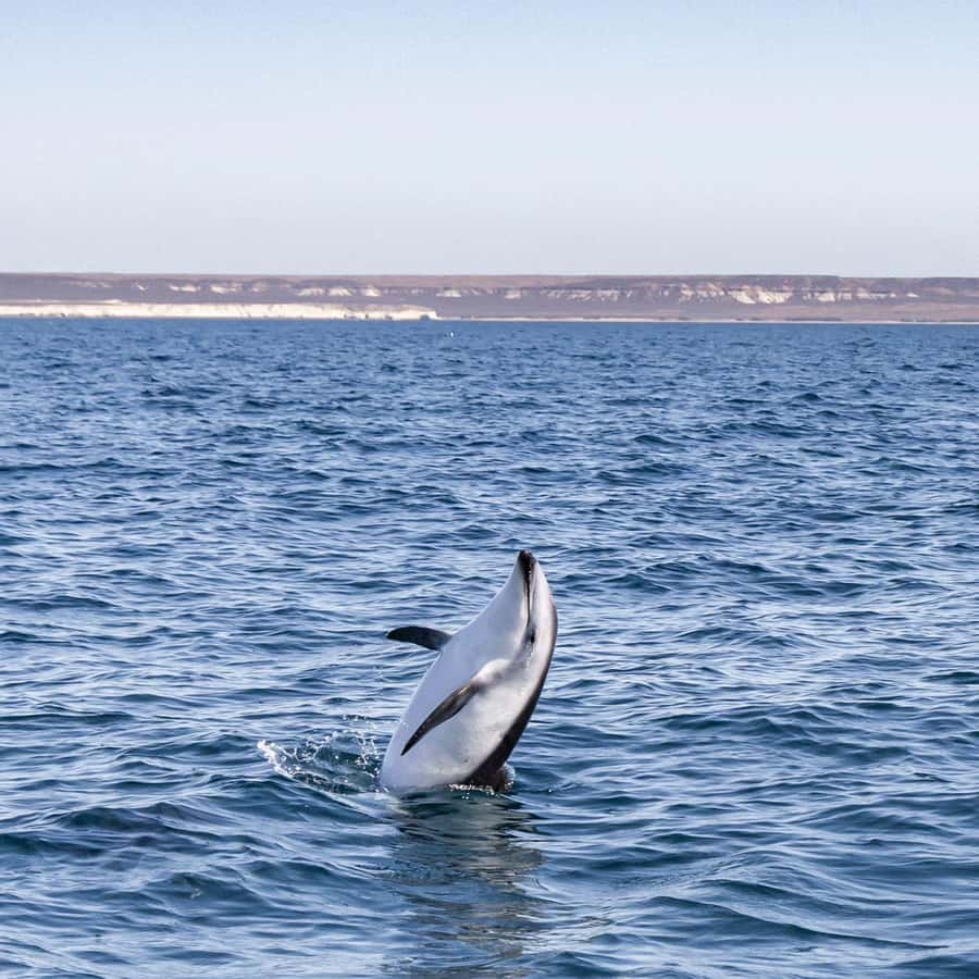 Dolphin Watching Adventure - Three hours, with a few timing concerns