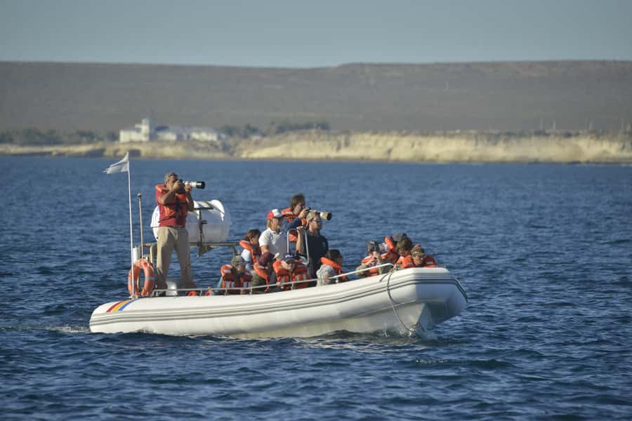 Dolphin Watching Adventure - Who will enjoy this cruise most?