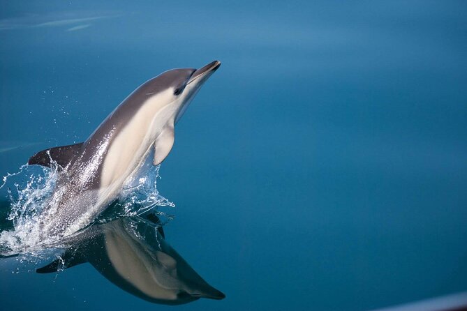 Dolphin Watching Adventure in Estepona Bay - The swim stop and time to relax