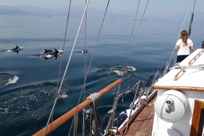 Dolphin Watching Adventure in Estepona Bay - What to bring and how to plan
