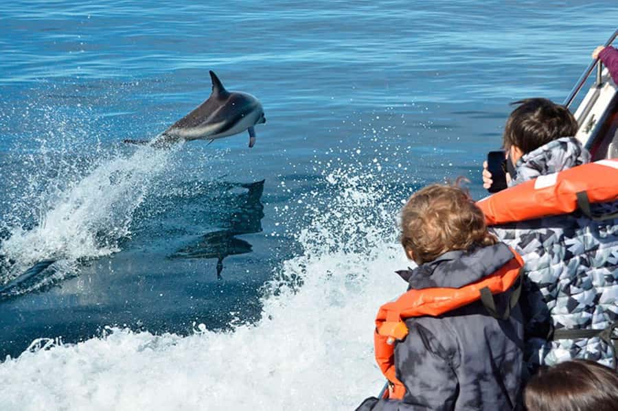 Dolphin Watching Adventure - Searching Golfo Nuevo for Dusky Dolphins
