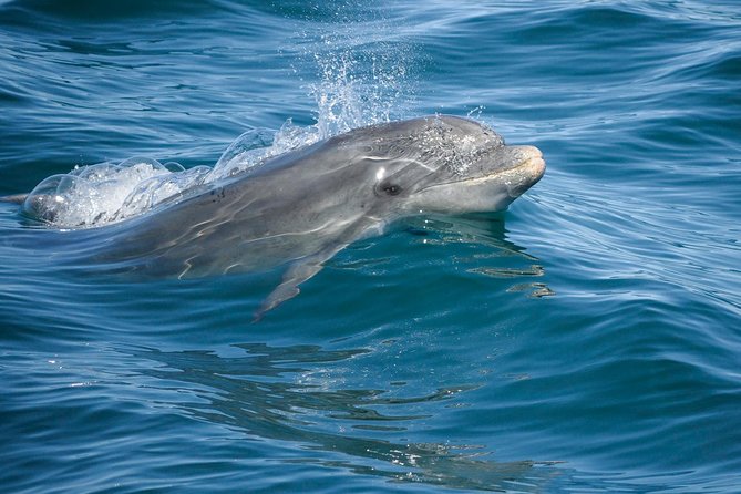 Dolphin Watching and Cave Boat Cruise from Albufeira - Sandstone cliffs, hidden beaches, and cave entrances