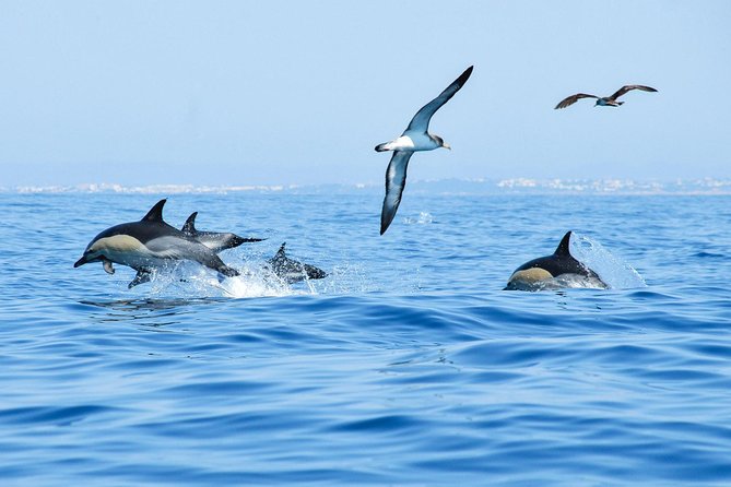Dolphin Watching and Cave Boat Cruise from Albufeira - How weather changes the experience