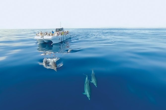 Dolphin Watching and Cave Boat Cruise from Albufeira - Is $35 a fair price?