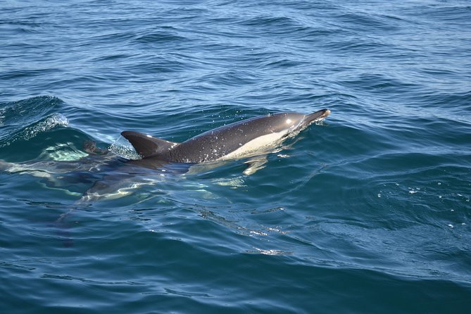 Dolphin Watching and Cave Tour from Vilamoura - What two hours feels like on this outing