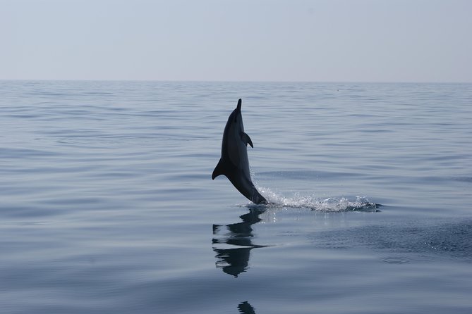Dolphin Watching and Cave Tour from Vilamoura - Is $48.06 a fair price?