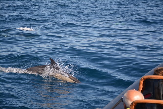 Dolphin Watching and Cave Tour from Vilamoura - Who will enjoy this trip most
