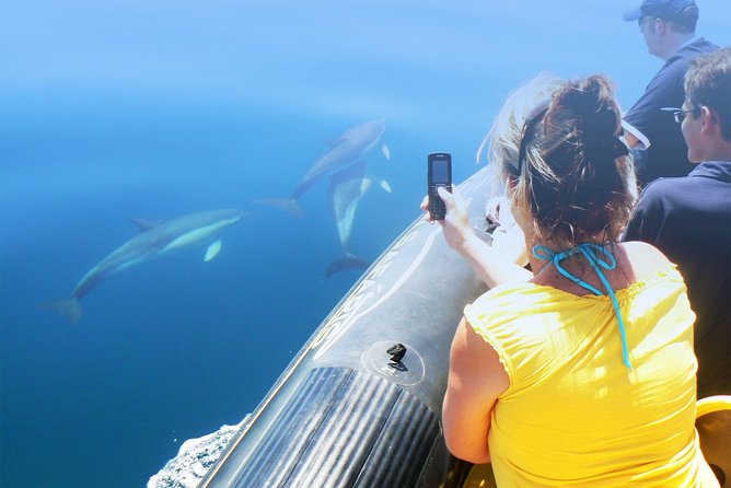Dolphin Watching and Cave Tour from Vilamoura - Timing, weather, and booking details that matter