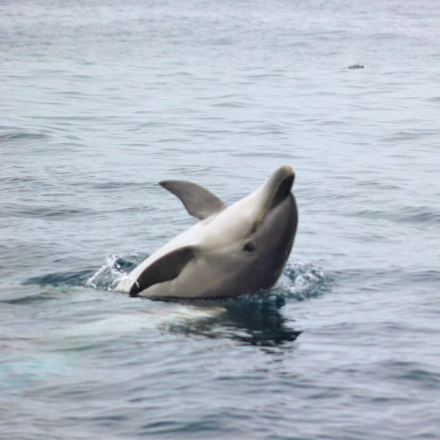 Dolphin Watching and Local Caves - Two Algarve experiences packed into two hours