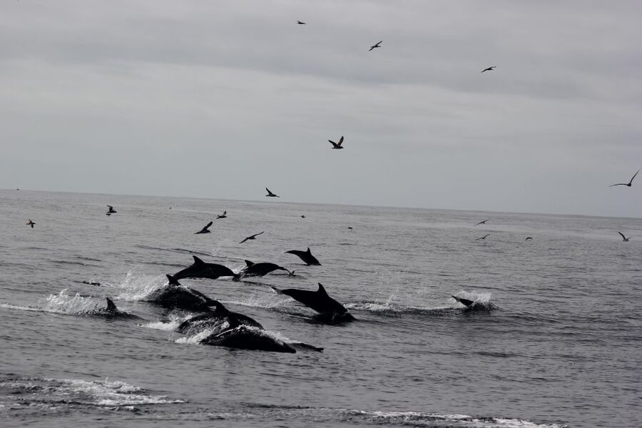 Dolphin Watching and Local Caves - Is $70 good value for two hours?