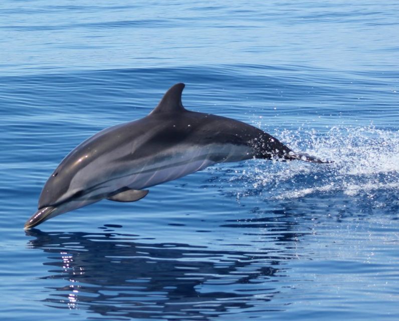 Dolphin Watching and Local Caves - Who will enjoy this boat trip most?