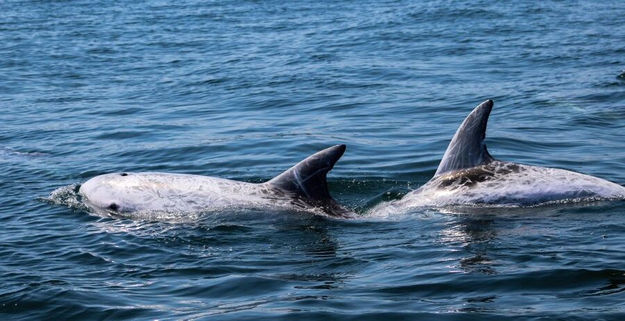 Dolphin Watching and Local Caves - Should you book Dolphin Watching and Local Caves?