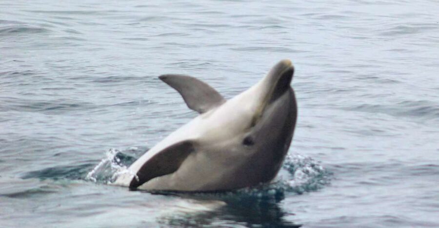 Dolphin Watching and Local Caves - Searching for dolphins along the Algarve coast