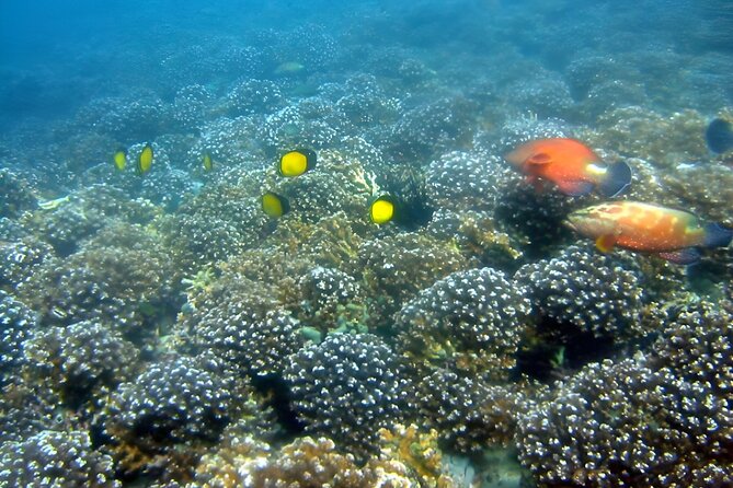 Dolphin Watching and Snorkeling Activity in Muscat - Setting out from Marina Bandar Al Rowdha at 9:45 am