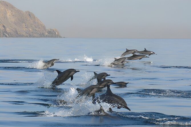 Dolphin Watching and Snorkeling Activity in Muscat - Is $75 a fair price in Muscat?