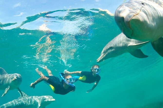 Dolphin Watching and Snorkeling Activity in Muscat - Weather and wildlife decide how the morning goes
