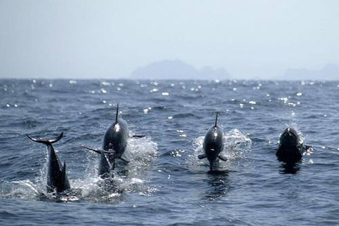 Dolphin Watching and Snorkeling Activity in Muscat - Who will get the most from this boat trip?