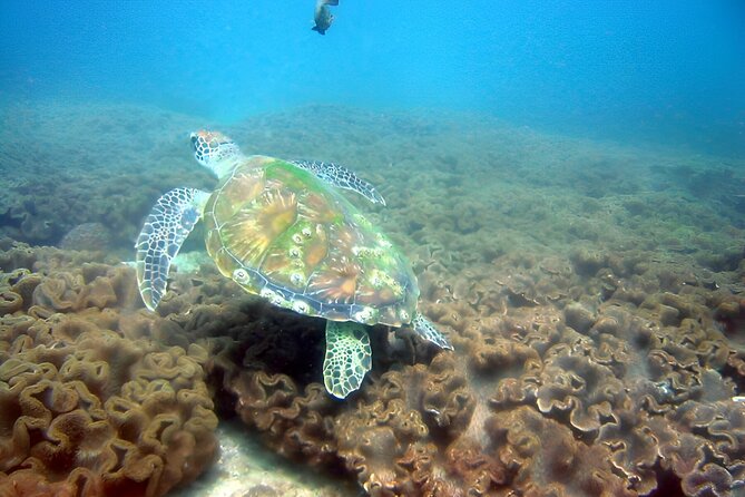 Dolphin Watching and Snorkeling Activity in Muscat - The first goal is finding Muscat’s dolphins