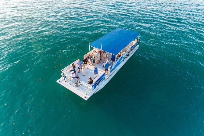 Dolphin Watching and Snorkeling Adventure in Key West - More than dolphins: turtles, rays, birds, and manatees