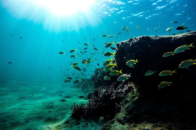 Dolphin Watching and Snorkeling Adventure in Key West - What $89 includes, and where the value lies