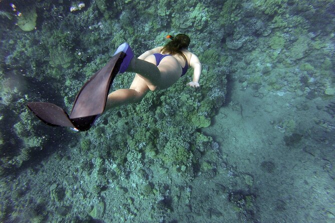 Dolphin Watching and Snorkeling Adventure in Key West - Snorkeling at the day’s best available site