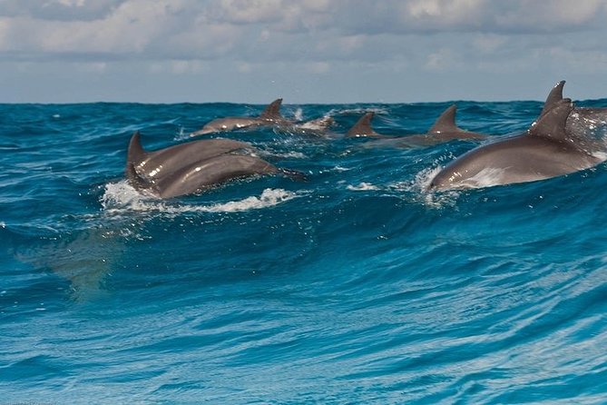 Dolphin watching and Snorkeling at Mnemba Atoll - Private Tour - Why Mnemba Atoll makes a strong half-day outing