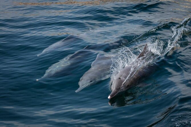 Dolphin Watching and Snorkeling Cruise Experience in Muscat - Snorkeling around Bander Khairan