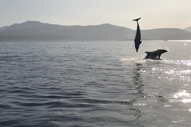 Dolphin watching and snorkeling in Figarolo - Looking for dolphins around Capo Figari