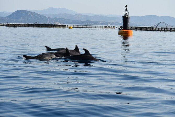 Dolphin watching and snorkeling in Figarolo - Is this Figarolo tour worth booking?