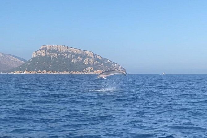 Dolphin Watching and Snorkeling in Figarolo in Sardinia - Key points to know before you go