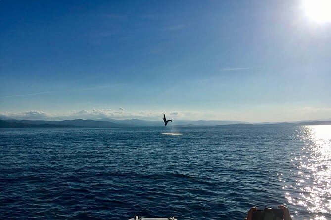 Dolphin Watching and Snorkeling in Figarolo in Sardinia - Figarolo Island from the water